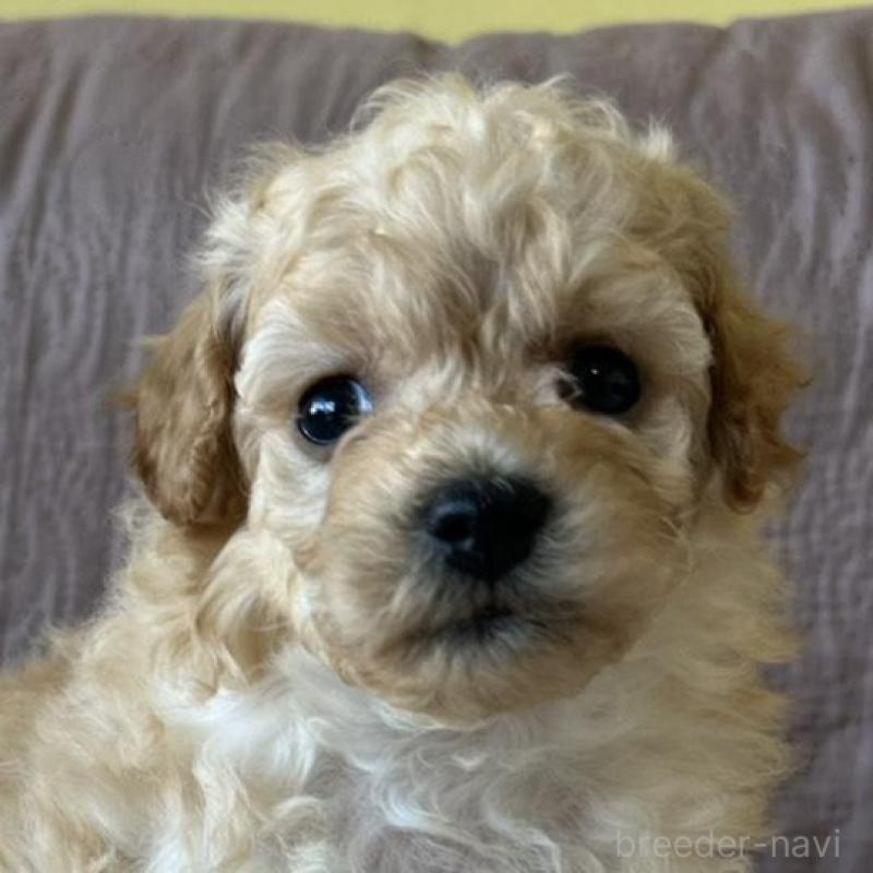 販売中の茨城県のビションプー:ビションフリーゼ×トイプードル-438216の1枚目