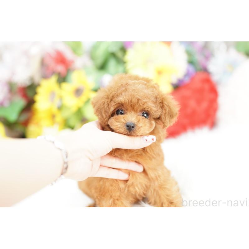 販売中の埼玉県のトイプードル-438217の4枚目