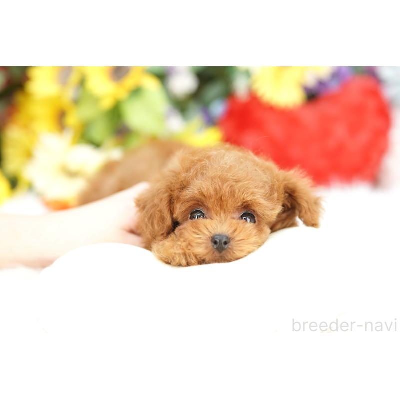 販売中の埼玉県のトイプードル-438217の3枚目