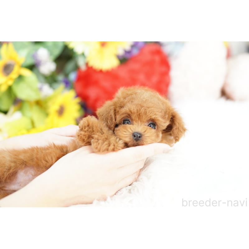 販売中の埼玉県のトイプードル-438217の2枚目