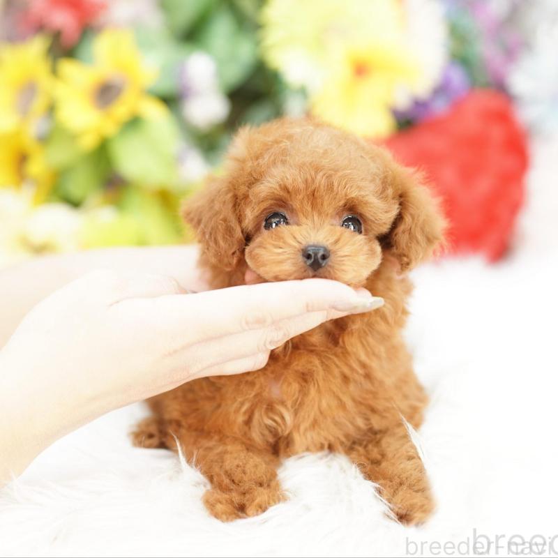 販売中の埼玉県のトイプードル-438217の1枚目