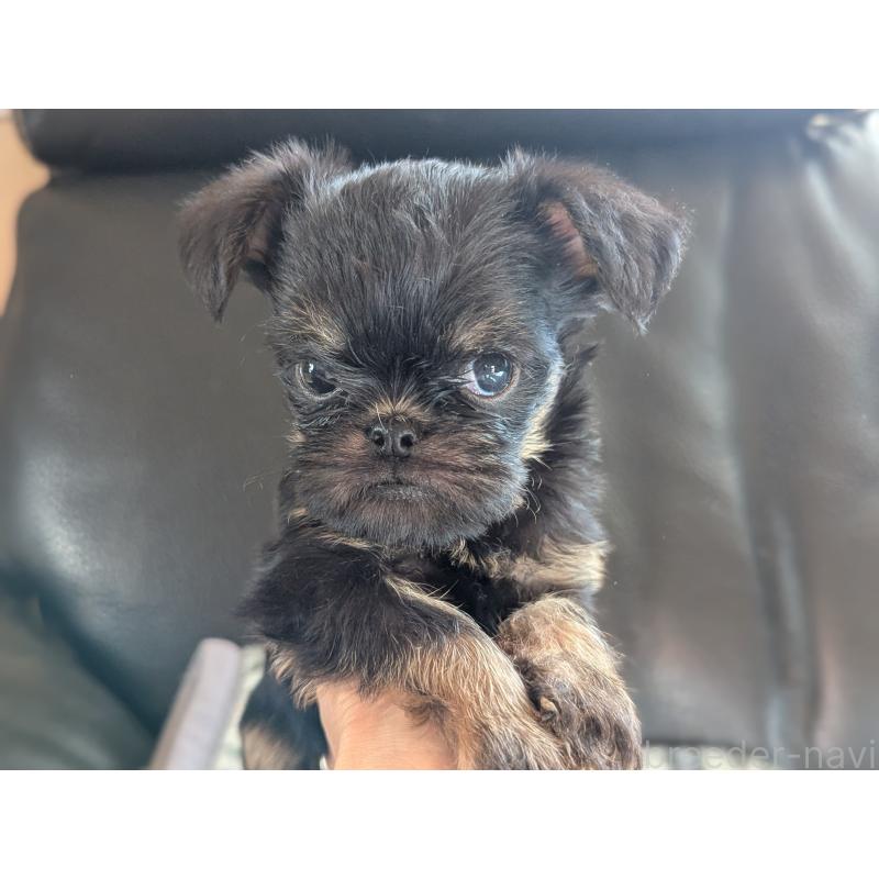 販売中の愛知県のベルジアングリフォン-434590の4枚目