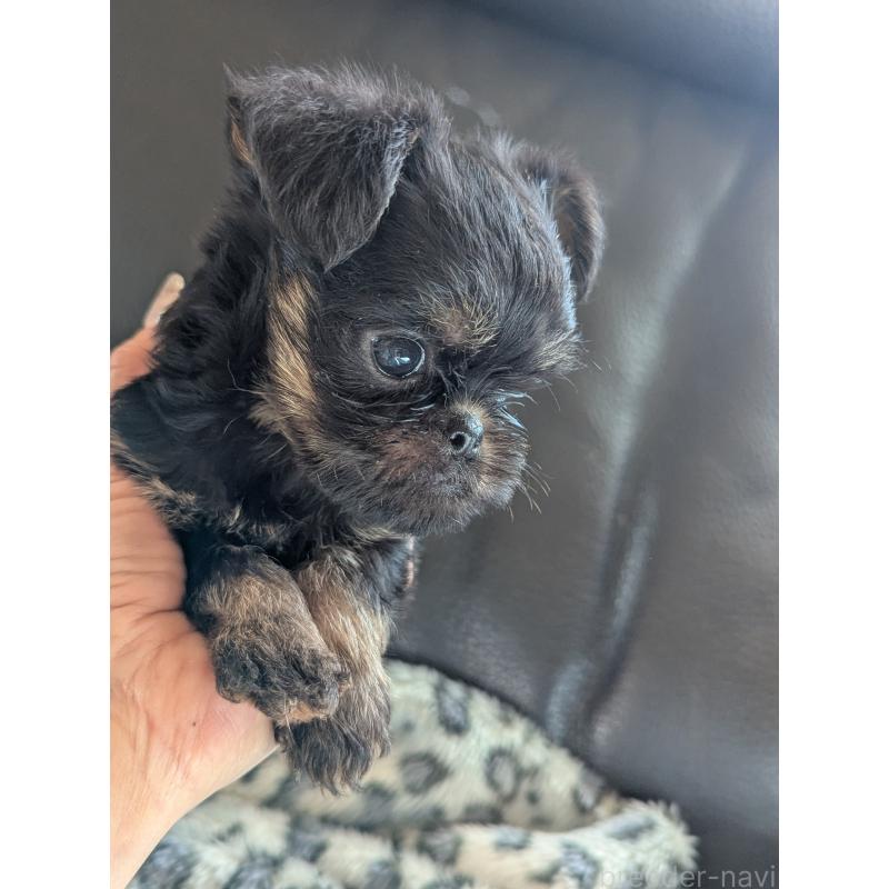 販売中の愛知県のベルジアングリフォン-434590の3枚目