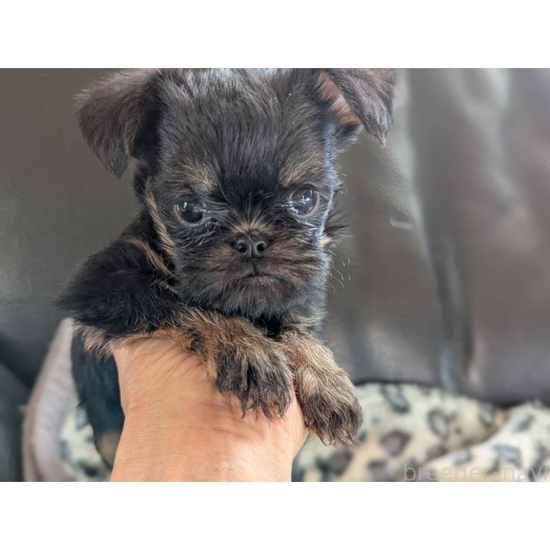 販売中の愛知県のベルジアングリフォン-434590の2枚目