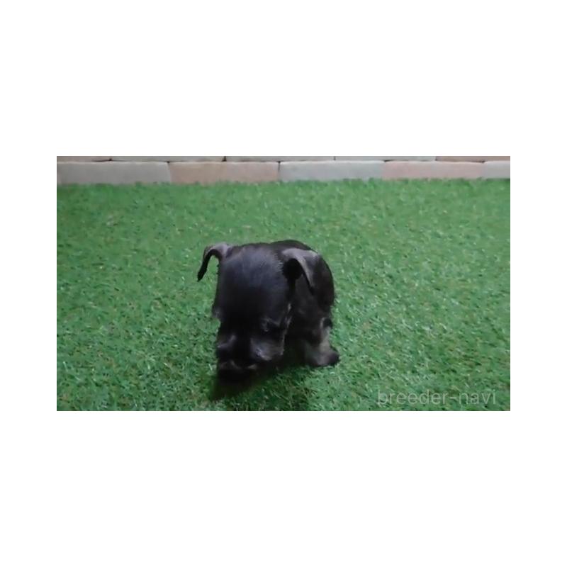 販売中の三重県のミニチュアシュナウザー-435184の4枚目