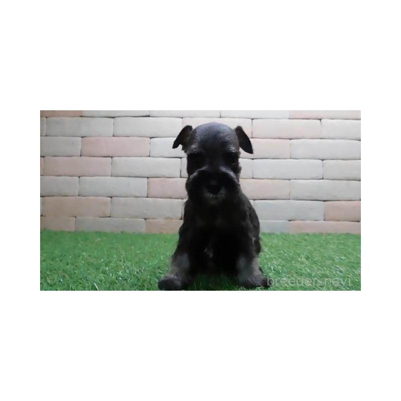 販売中の三重県のミニチュアシュナウザー-435184の5枚目