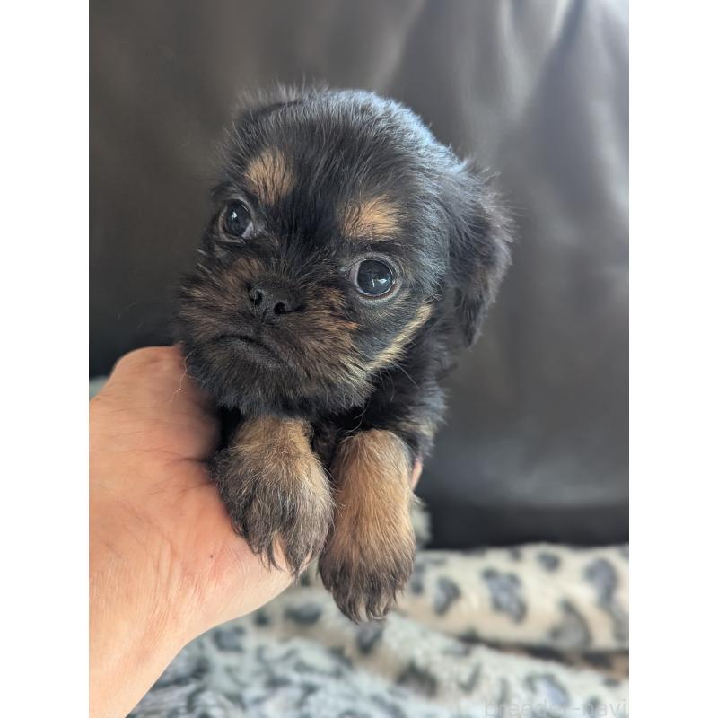 販売中の愛知県のベルジアングリフォン-438218の4枚目