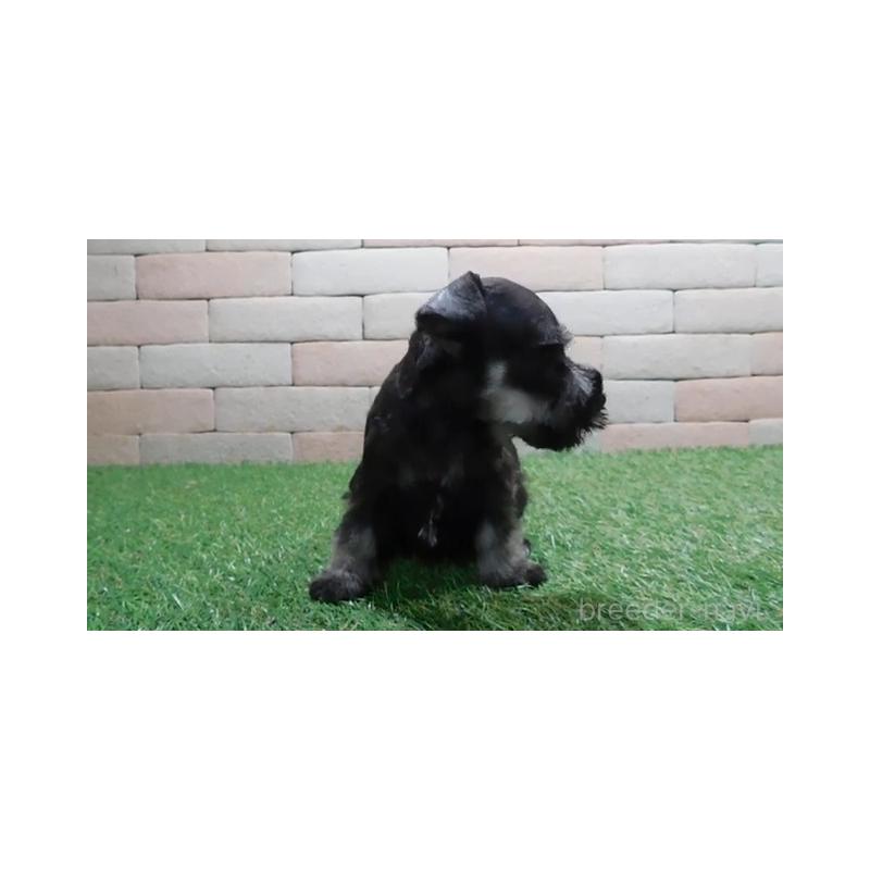 販売中の三重県のミニチュアシュナウザー-435184の2枚目