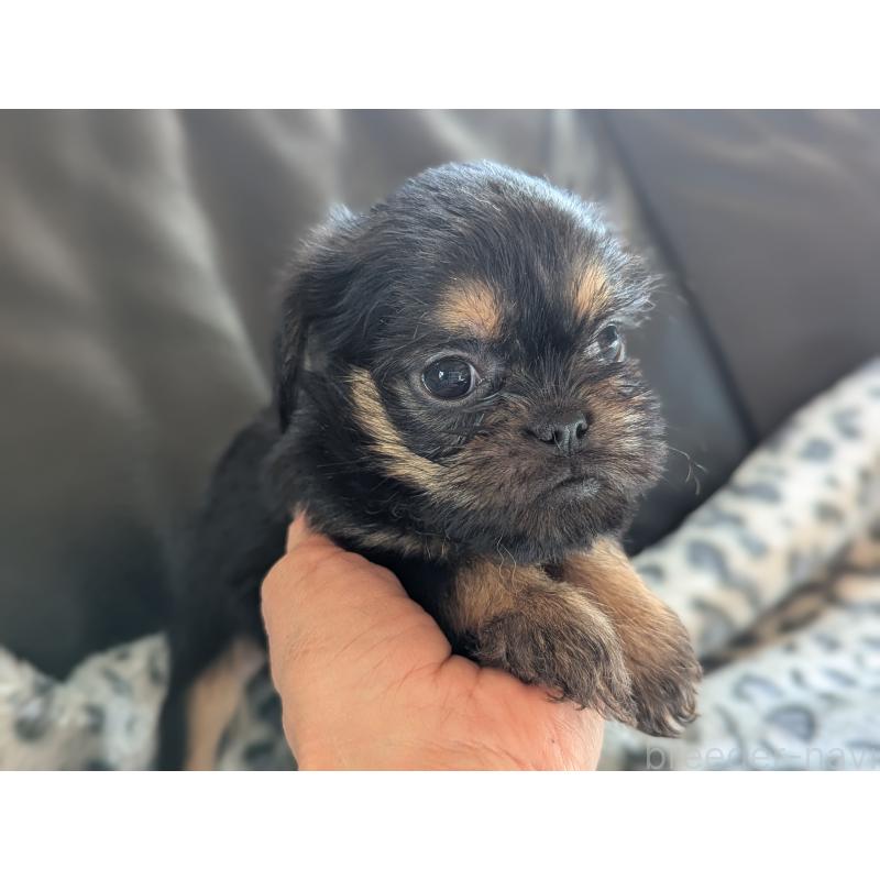 販売中の愛知県のベルジアングリフォン-438218の3枚目