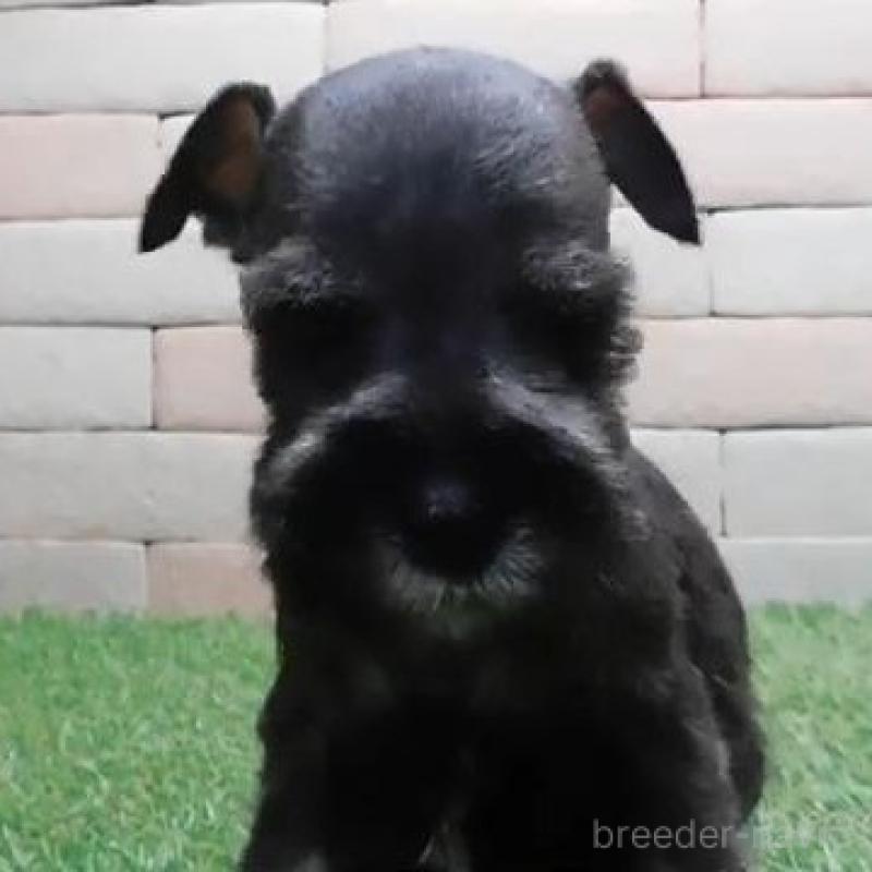 販売中の三重県のミニチュアシュナウザー-435184の1枚目