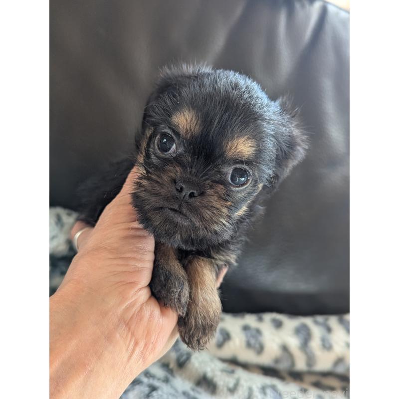 販売中の愛知県のベルジアングリフォン-438218の2枚目