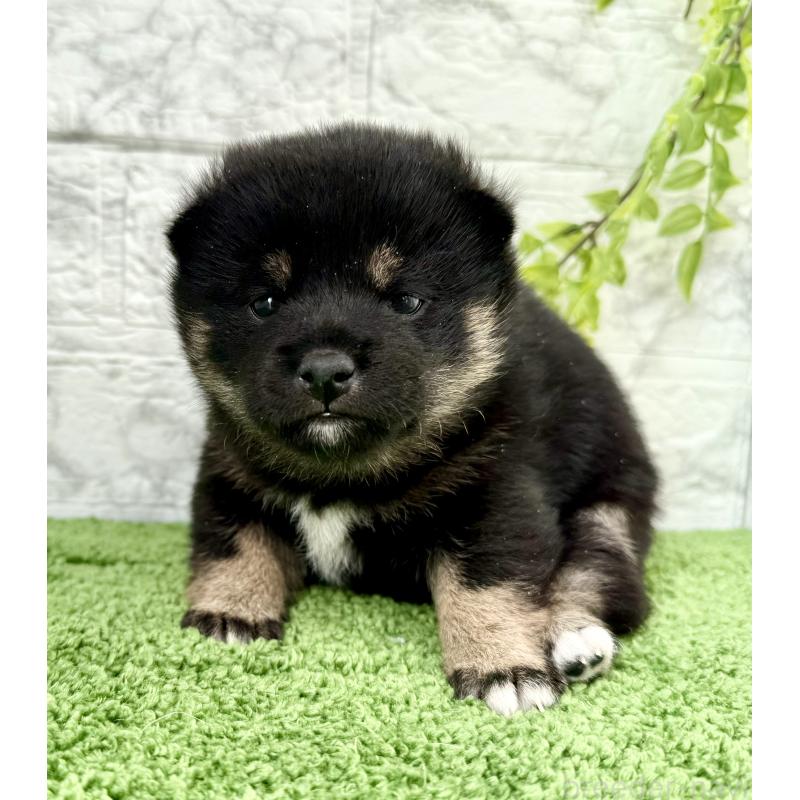 販売中の埼玉県の豆柴-438220の8枚目