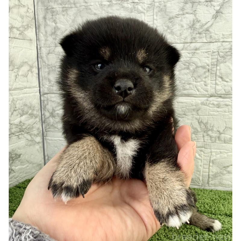 販売中の埼玉県の豆柴-438220の7枚目