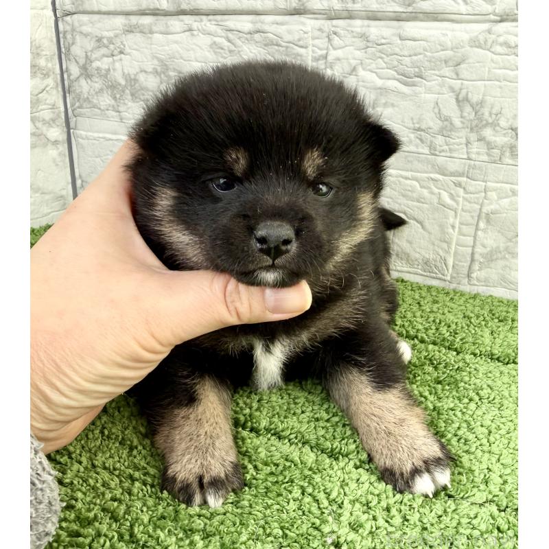 販売中の埼玉県の豆柴-438220の6枚目