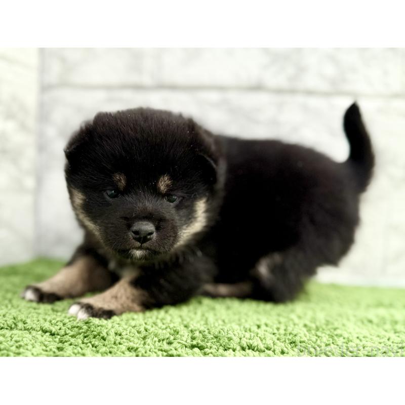 販売中の埼玉県の豆柴-438220の5枚目