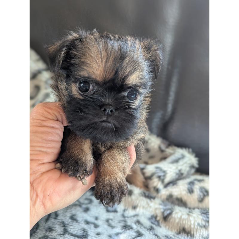 販売中の愛知県のブリュッセルグリフォン-438219の5枚目