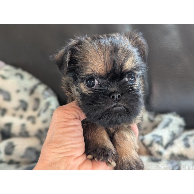 販売中の愛知県のブリュッセルグリフォン-438219の4枚目