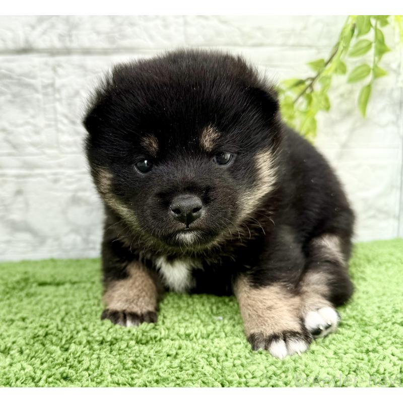 販売中の埼玉県の豆柴-438220の4枚目