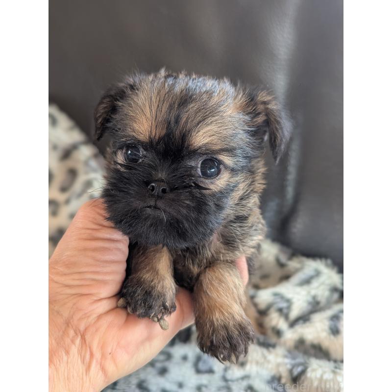 販売中の愛知県のブリュッセルグリフォン-438219の3枚目