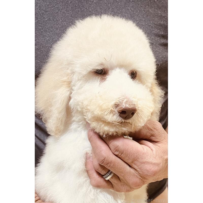 販売中の大阪府のスタンダードプードル-430942の3枚目