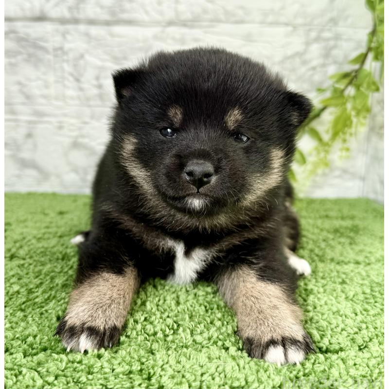 販売中の埼玉県の豆柴-438220の3枚目