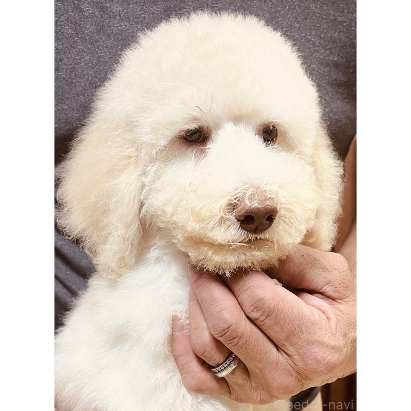 販売中の大阪府のスタンダードプードル-430942の2枚目