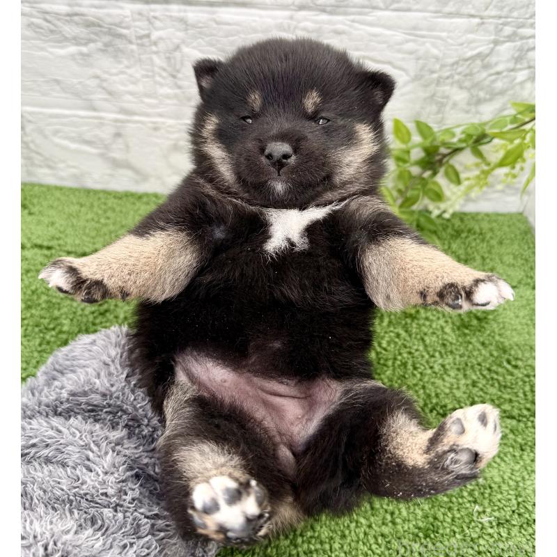 販売中の埼玉県の豆柴-438220の2枚目