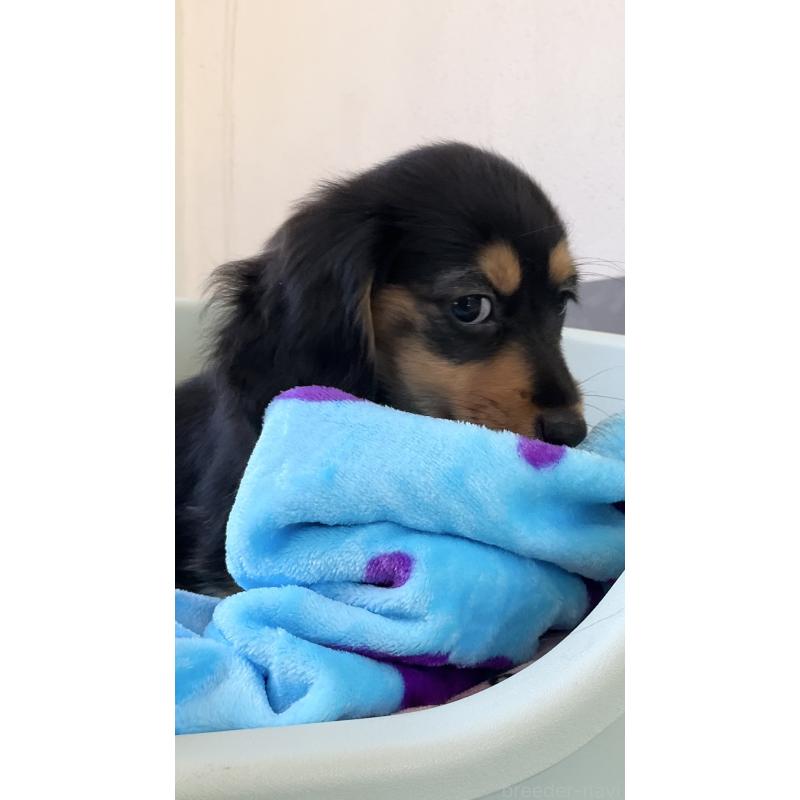 販売中の沖縄県のカニンヘンダックスフンド(ロングヘアード)-438228の4枚目