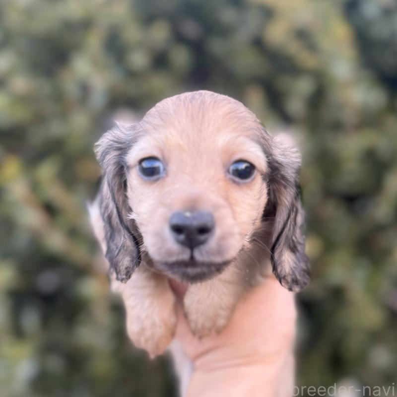 販売中の福岡県のミニチュアダックスフンド(ロングヘアード)-436982