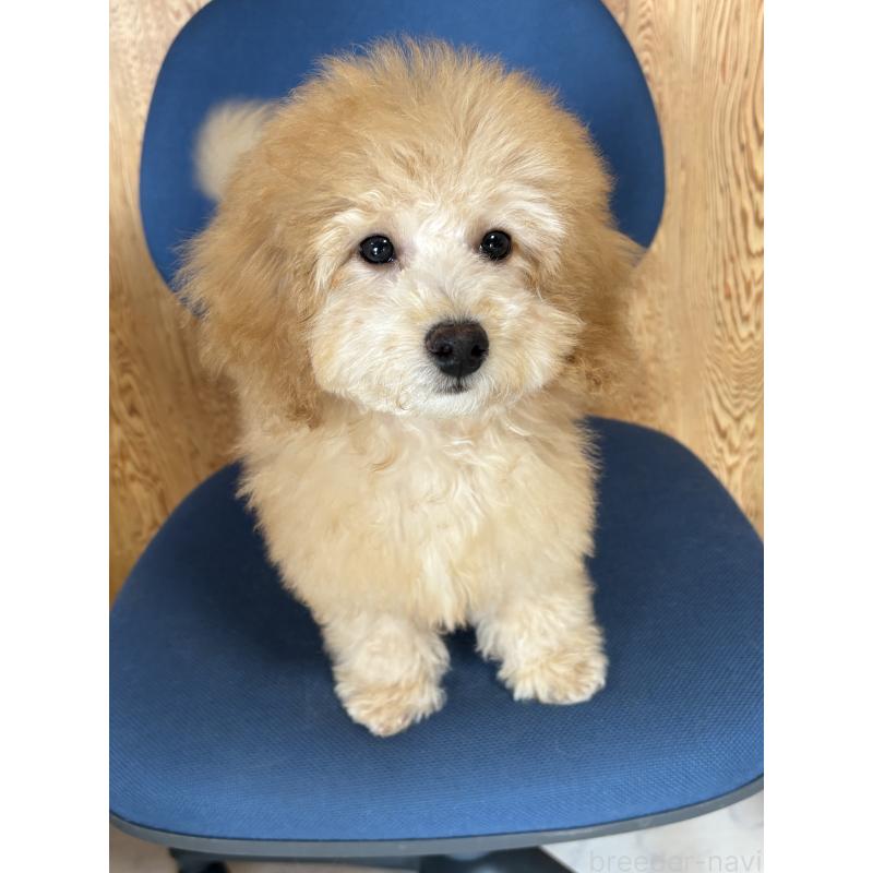 販売中の茨城県のミックス犬-429922の4枚目