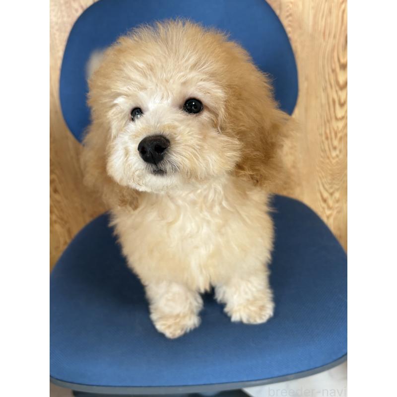 販売中の茨城県のミックス犬-429922の3枚目