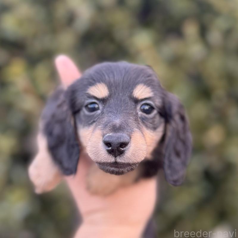 販売中の福岡県のミニチュアダックスフンド(ロングヘアード)-436984