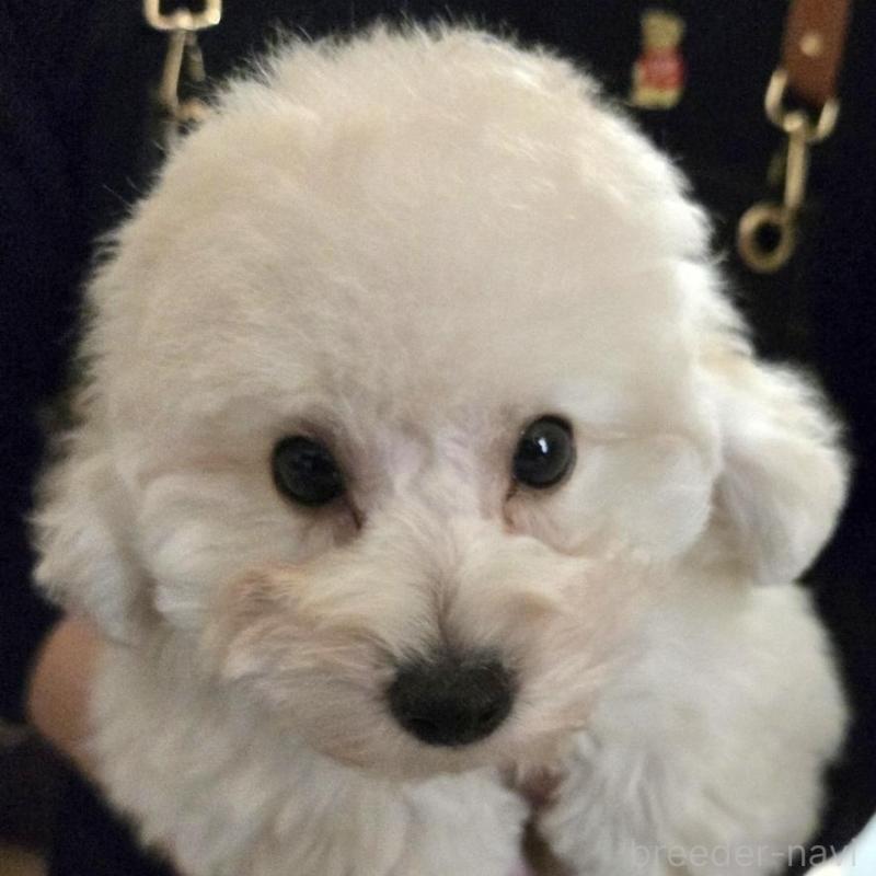 販売中の青森県のトイプードル-438230の1枚目