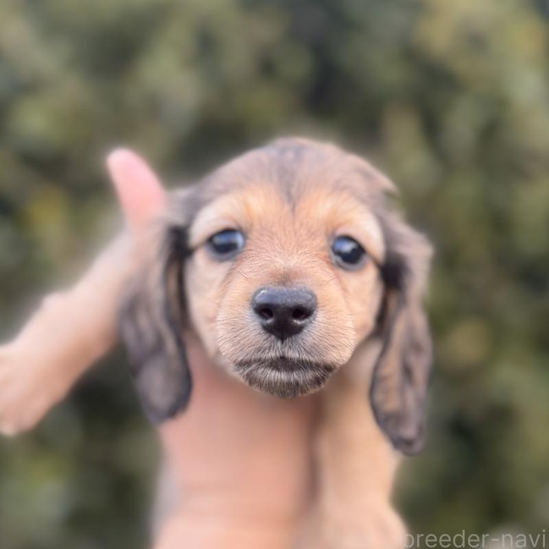 販売中の福岡県のミニチュアダックスフンド(ロングヘアード)-436985