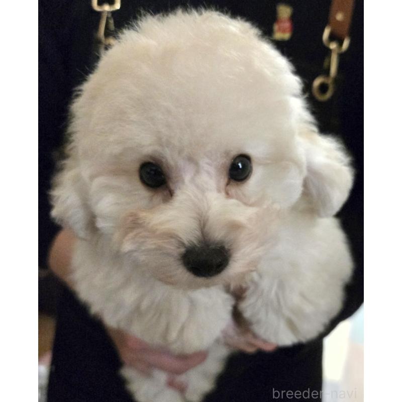 販売中の青森県のトイプードル-438230の2枚目