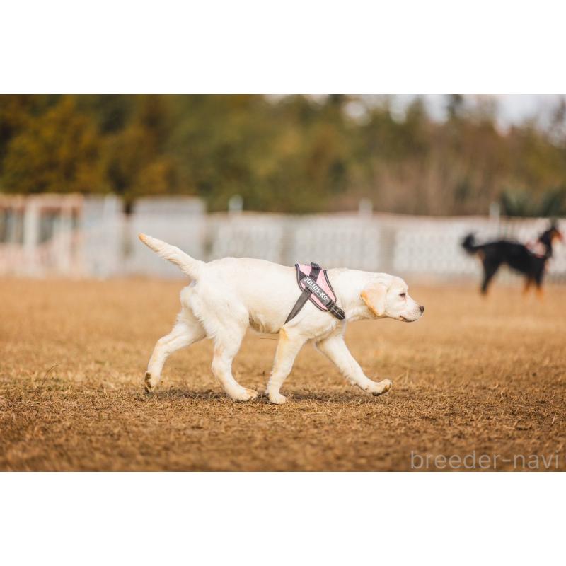 販売中の徳島県のラブラドールレトリーバー-403010の5枚目