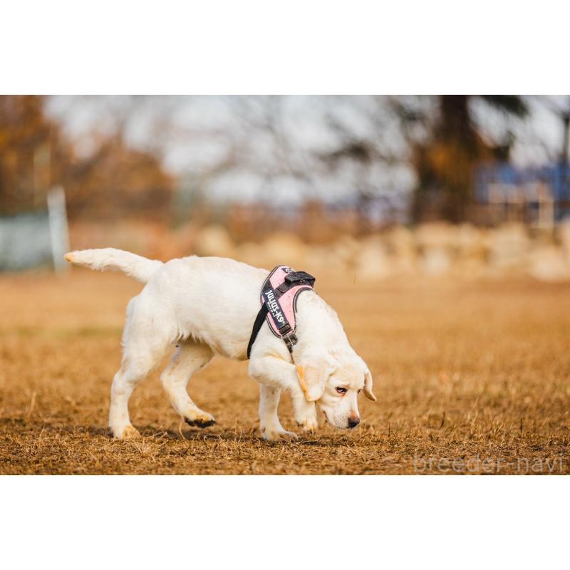 販売中の徳島県のラブラドールレトリーバー-403010の4枚目