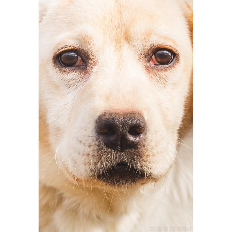 販売中の徳島県のラブラドールレトリーバー-428418の8枚目