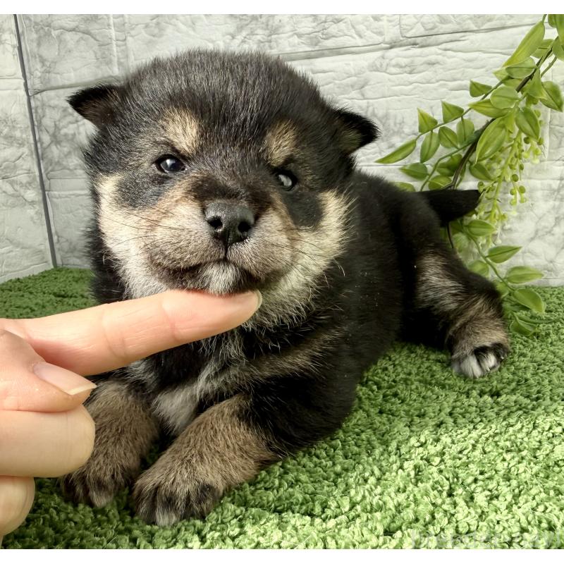 販売中の埼玉県の豆柴-438239の7枚目