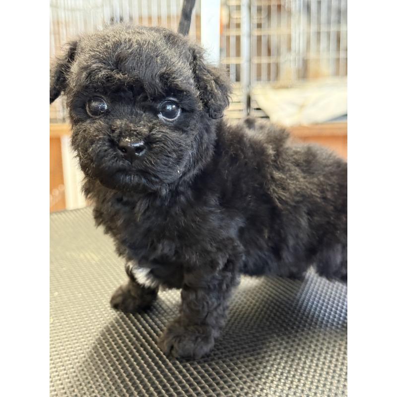 販売中の栃木県のビションプー:ビションフリーゼ×トイプードル-438238の10枚目