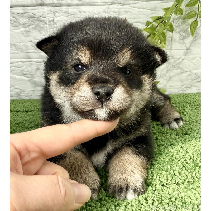 販売中の埼玉県の豆柴-438239の6枚目