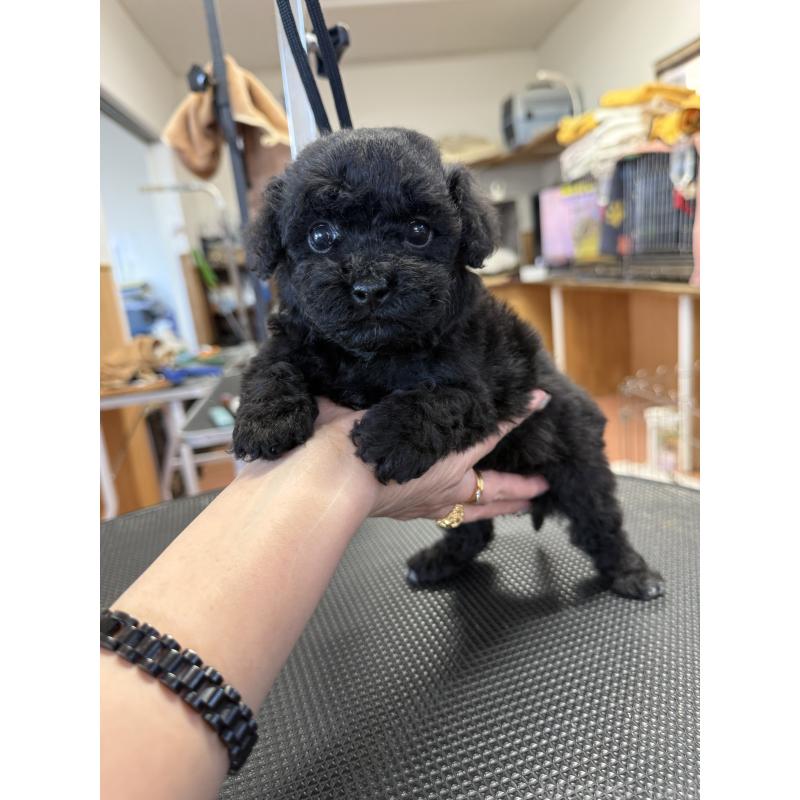 販売中の栃木県のビションプー:ビションフリーゼ×トイプードル-438238の9枚目