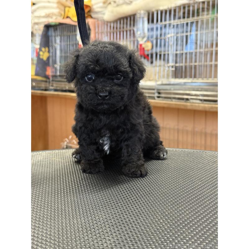 販売中の栃木県のビションプー:ビションフリーゼ×トイプードル-438238の8枚目