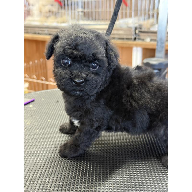 販売中の栃木県のビションプー:ビションフリーゼ×トイプードル-438238の6枚目