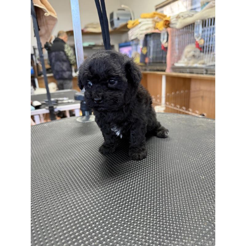 販売中の栃木県のビションプー:ビションフリーゼ×トイプードル-438238の5枚目