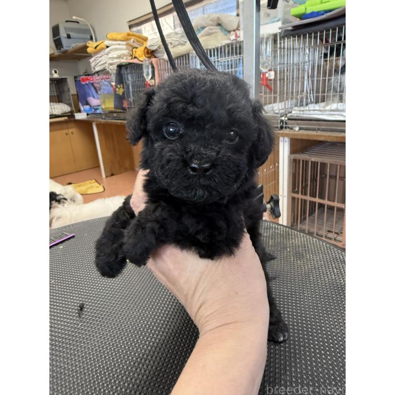 販売中の栃木県のビションプー:ビションフリーゼ×トイプードル-438238の4枚目