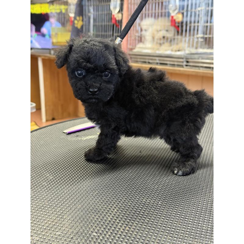 販売中の栃木県のビションプー:ビションフリーゼ×トイプードル-438238の3枚目