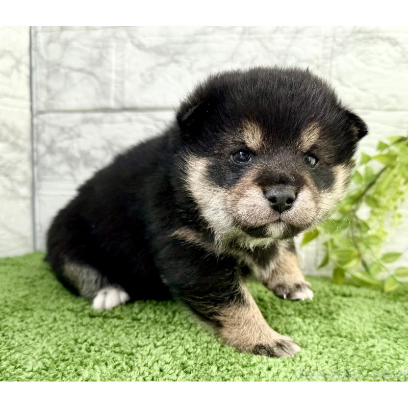 販売中の埼玉県の豆柴-438239の3枚目