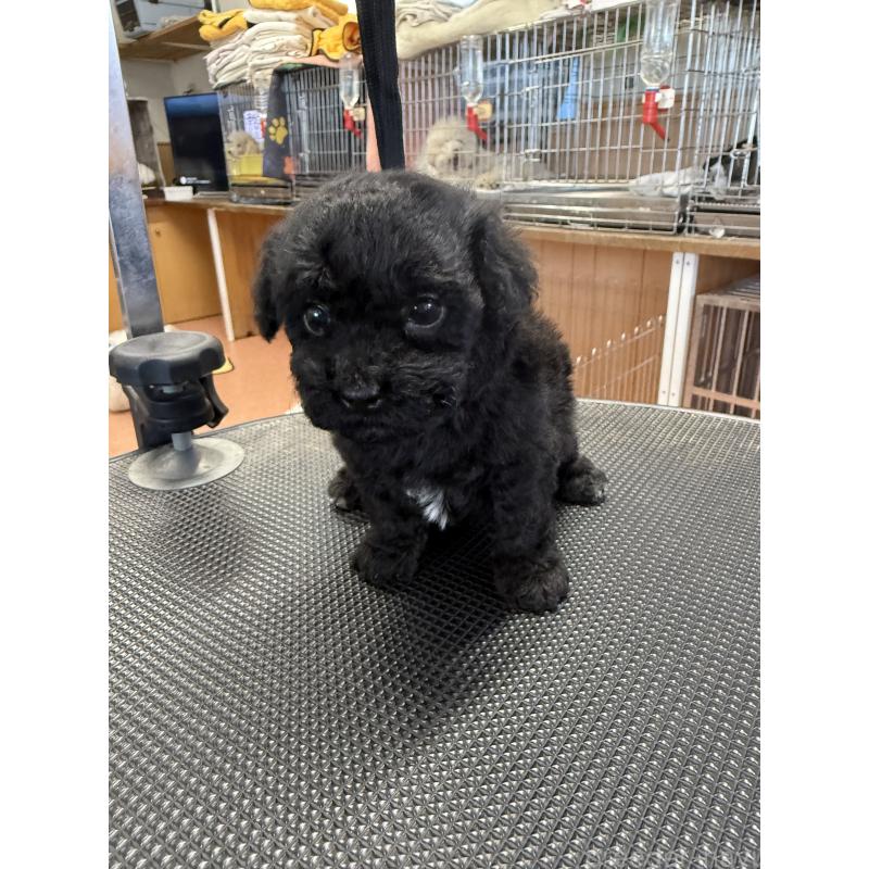 販売中の栃木県のビションプー:ビションフリーゼ×トイプードル-438238の2枚目