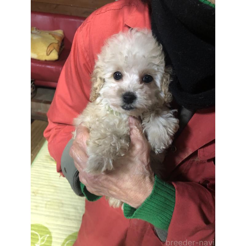 販売中の兵庫県のトイプードル-431958の16枚目